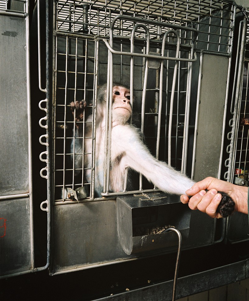 In de heuvels boven de hoofdstad Soechoem ligt het apenlaboratorium. Het is voor toeristen misschien wel het meest populaire uitje in Abchazie. Een vrolijke plek is het niet. Wie aankomt wordt ontvangen door een klein leger apen, dat zielig naast elkaar in een bevuilde kooi zit, voorzichtig plukkend aan elkaar. Sommigen zitten bibberend op een stok elders. Daarachter bevinden zich de gebouwen van het onderzoeksinstituut. Dames in witte zusterpakken lopen met troggen, dweilen en bezems door de groene straatjes. Her en der steken kooien uit de gebouwen, waar soms weifelend een aapje om de hoek kijkt. Vladimir Spironovich is een van de onderzoekers aan het wetenschappelijke instituut. Meteen maakt hij gehakt van het grote verhaal dat rondgaat: dat hier in Sovjet-Unie een leger apen werd gekruisd met mensen, om zo een vechtmens te kweken, een wezen met de intelligentie van de mens, en de brute kracht en handigheid van de aap. Het spreekt tot de verbeelding, dat geeft zelfs Spironovich toe. Maar hij kan het niet genoeg benadrukken: Het. Is. Onzin. ‘Wat wel wel hebben gedaan,’ zegt hij trots, ‘is belangrijke doorbraken in het wereldwijde kankeronderzoek helpen bevestigen.’ Ergens achter een van de gebouwen bevindt zich een houten, verrotte en volledig kapotte stellage. Dit is een historische plek. In deze installatie werden de apen uit het laboratorium lang door elkaar geschud en onderworpen aan g-krachten zodat ze zich konden voorbereiden op een ruimtereis. ‘Acht apen hebben we de ruimte ingestuurd,’ zegt Spiridonovich trots. Het apeninstituut bereidt zich nu voor op een nieuwe taak. Met Russische ruimtevaarttuigen moeten de eerste apen ooit naar Mars worden gestuurd. ‘Mensen kunnen de straling onderweg nog niet aan,’ zegt Spiridonovich. Vol medelijden laten we de apen achter ons.